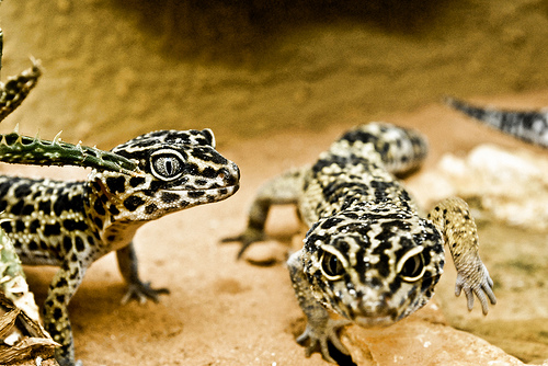 A leopárdgekkó terráriuma