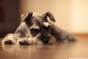 Milyen típusú kutya a schnauzer?