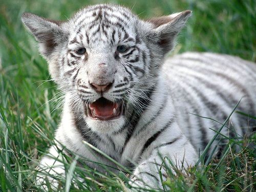 Veszélyeztetett emlősök és a biodiverzitást fenyegető tényezők