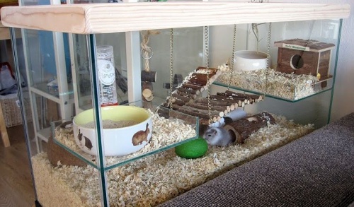 horcsog_terrarium