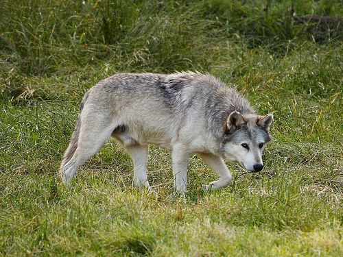 A mexikói szürke farkas (Canis lupus baileyi)
