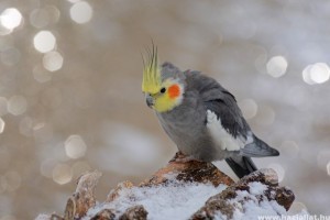 A nimfapapagáj kedvelt díszmadár