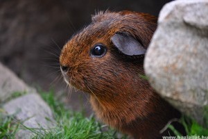Honnan kapta a tengerimalac a nevét?