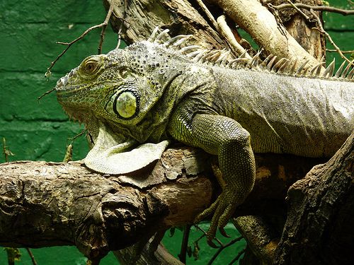 A zöld leguán (Iguana iguana)