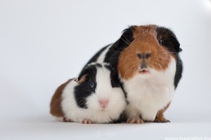 A tengerimalac fajtái