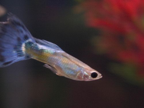 A szivárványos guppi (Poecilia reticulata) tenyésztése