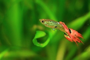 A szivárványos guppi (Poecilia reticulata) tenyésztése