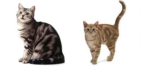 Amerikai rövidszőrű macska (American Shorthair)