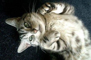 Amerikai rövidszőrű macska (American Shorthair)
