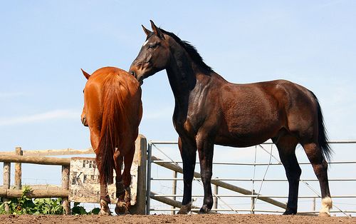 A lovak és a galandféreg - 1.rész