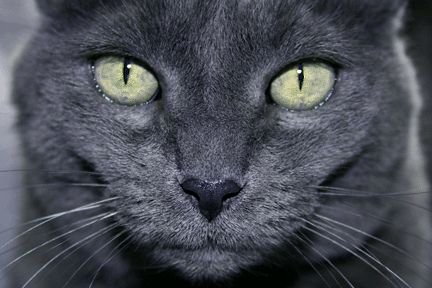 Korat macska