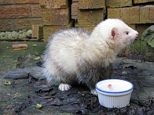 A vadászgörény (Mustela putorius furo) tartása
