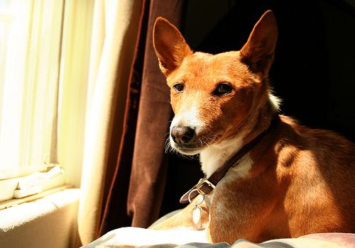 A basenji