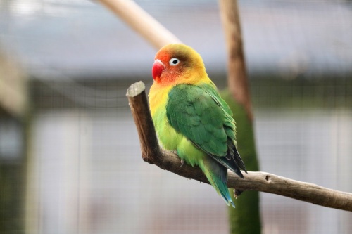 bird-3307602_1280