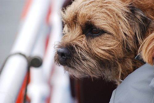 A border terrier