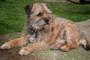 A border terrier