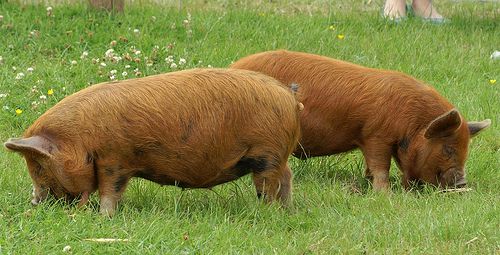 A kune kune, vagy törpemalac