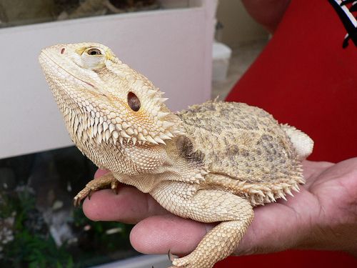 Hogyan etessük és itassuk a szakállas agámát (Pogona minor)?