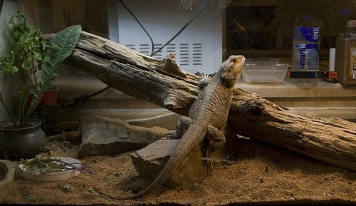 Hogyan rendezzük be a szakállas agáma (Pogona barbata) terráriumát?