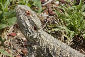 Hogyan rendezzük be a szakállas agáma (Pogona barbata) terráriumát?