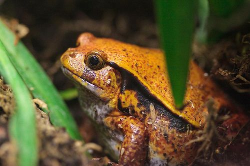 A paradicsombéka (Dyscophus guineti)