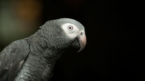 A madárfajok sajátos táplálkozási igényei