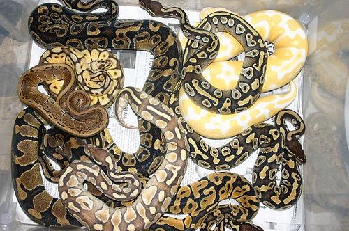 A királypiton (Python regius) - 1. rész