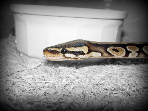 A királypiton (Python regius) - 2. rész