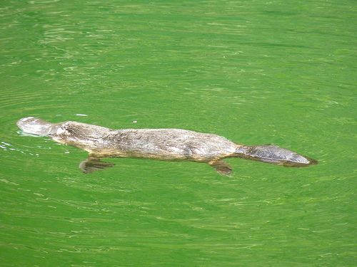 A kacsacsőrű emlős (Ornithorhynchus anatinus)