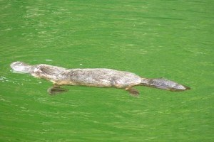 A kacsacsőrű emlős (Ornithorhynchus anatinus)