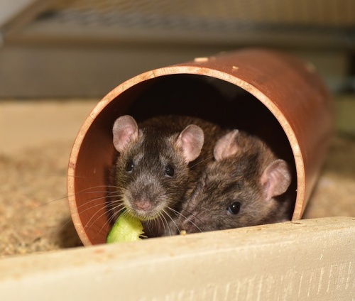 rat-2498746_640