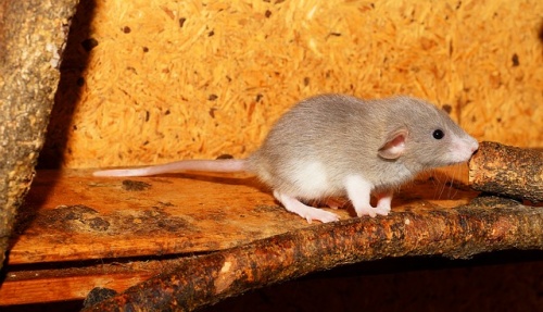 rat-2826736_640
