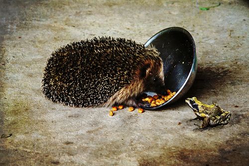 A süni a ketrecen kívül