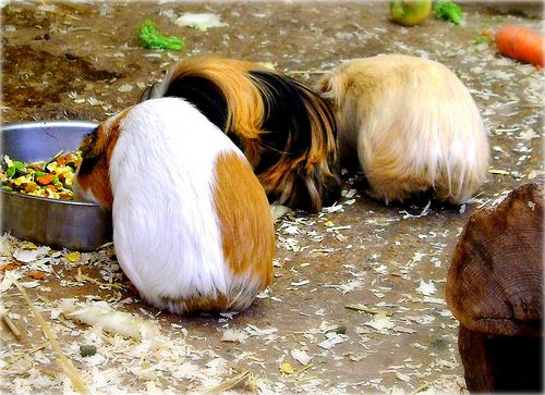 Tengerimalac: élet a ketrecen túl