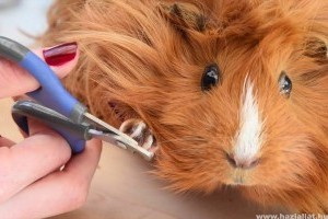 Hogyan vágjuk le a tengerimalac körmeit?