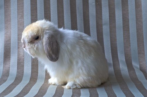 Milyen nyúlfajta illik hozzám a legjobban?