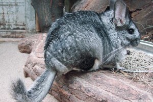 A csincsilla kézhez szoktatása - így csináld