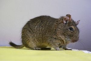 Deguk küzdelme - harc vagy játék?