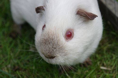 Tények a tengerimalacról (Cavia porcellus)