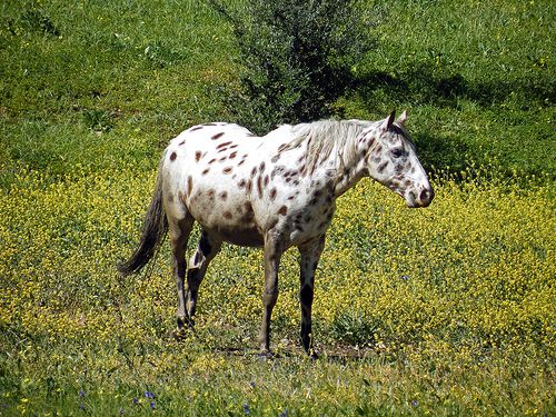 Lófajták: az appaloosa