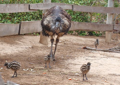 Emu (Dromaius novaehollandiae)