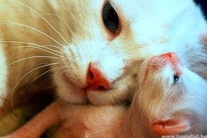 A tejmirigy-gyulladás homeopátiás kezelése