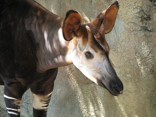 Az okapi: a zsiráf legközelebbi rokona