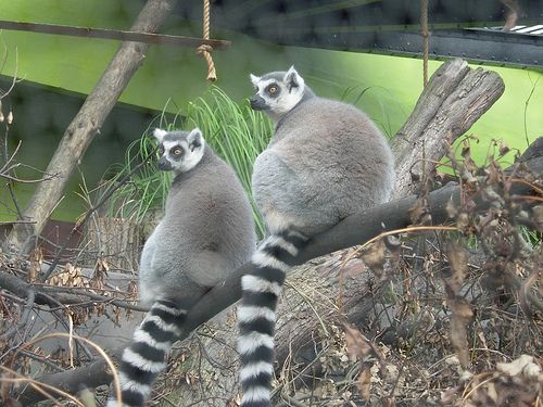 A gyűrűsfarkú maki (Lemur katta) - 2. rész