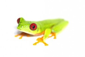 Veszélyben a vörösszemű levelibéka (Agalychnis callidryas)