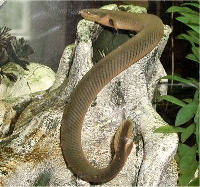 A kígyófejű hal vagy afrikai sokúszós angolna (Erpetoichthys calabaricus)