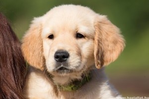 Milyen kutya a golden retriever?