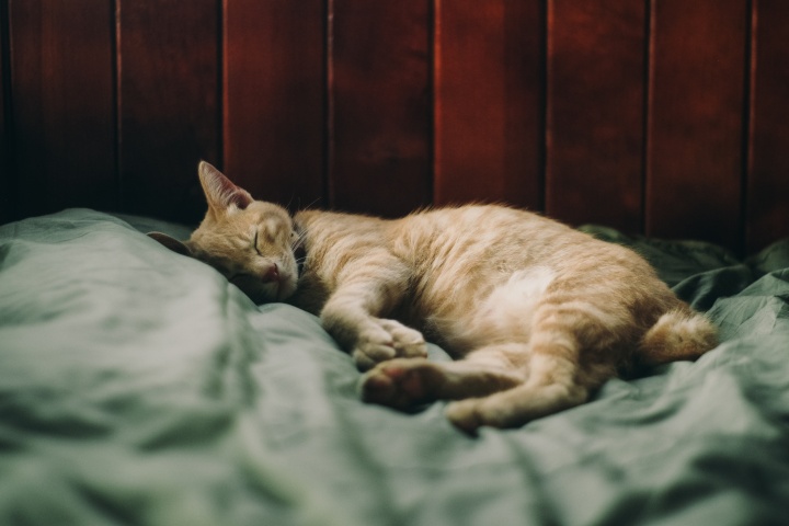 orange-tabby-cat-2817419