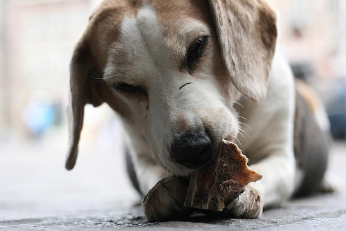 A BARF-étrend (Biologically Appropriate Raw Food)