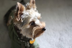 Kutyafajták: az ausztrál selyemszőrű terrier